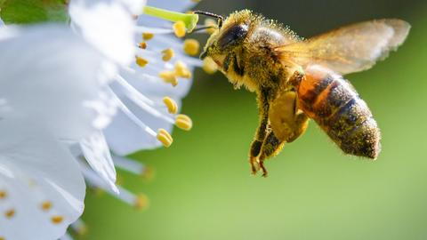 Honigbiene im Anflug (dpa)