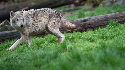 Ein Wolf bewegt sich in einem Wald fort.