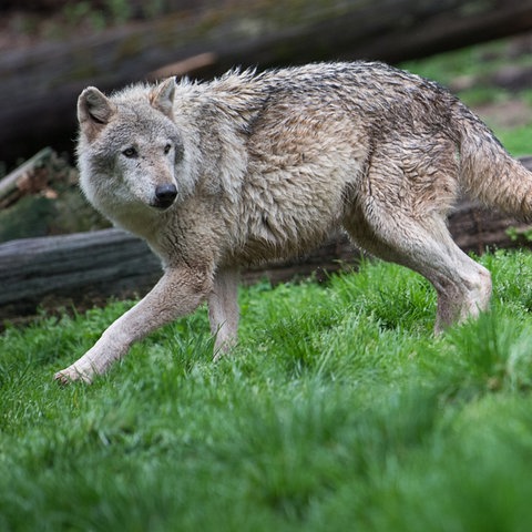 Ein Wolf bewegt sich in einem Wald fort.