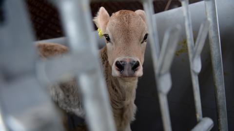 Kalb im Stall ()