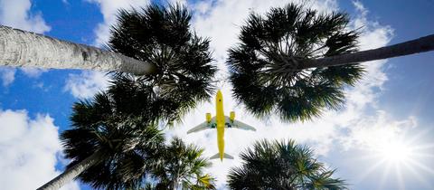 Ein Passagierflugzeug landet am Flughafen Tampa im US-Bundesstaat Florida und ist dabei vom Boden aus über den Wipfeln von Palmen zu sehen (Archivbild). (dpa)