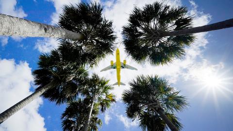 Ein Passagierflugzeug landet am Flughafen Tampa im US-Bundesstaat Florida und ist dabei vom Boden aus über den Wipfeln von Palmen zu sehen (Archivbild). (dpa)