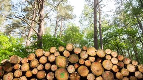 Geschlagenes Holz aufgestapelt in einem Wald (dpa)