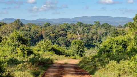 Regenwald im Aberdare Nationalpark in Kenia. (picture alliance / Zoonar)