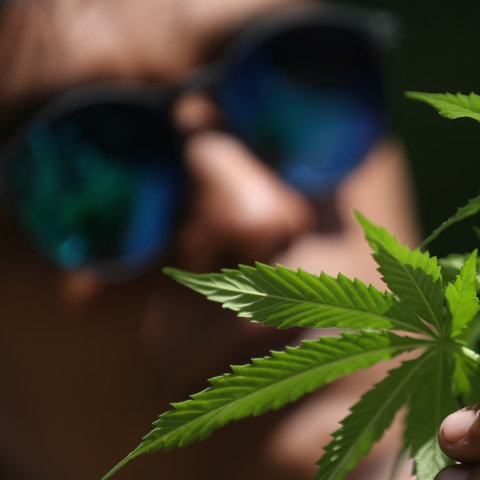 Cannabis-Pflanze (EPA)