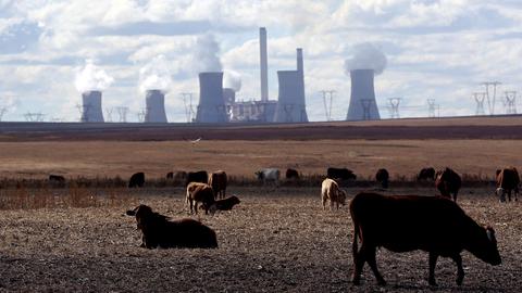 Rinder grasen vor dem Kohlekraftwerk im südafrikanischen Mpumalanga. (Archivbild: 20.05.2018) (REUTERS)