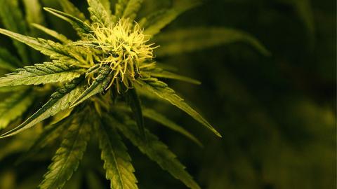 Cannabis-Pflanze (dpa)