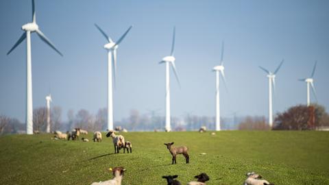 Windräder und Lämmer auf einem Deich in Emden. (dpa)