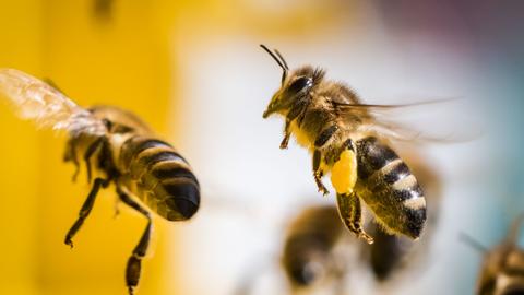 Bienen beim Anflug auf Blüten. (dpa)