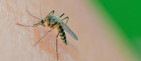 Eine Mücke der Art Aedes vexans saugt Blut an einem Arm. (dpa)