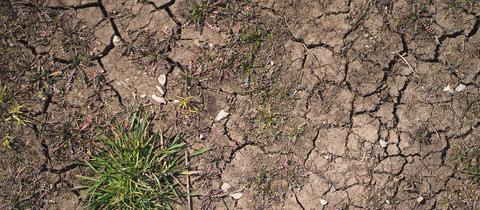 Ein von der Hitze befallener ausgetrockneter Boden. (picture alliance/dpa)
