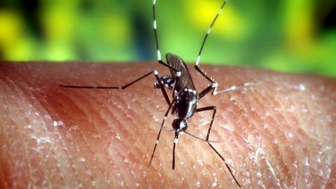 Tropenkrankheit: Asiatische Tigermücke, die das Zika-Virus überträgt (dpa)