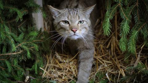 Eine Wildkatze erkundet in einem Wald ihr Auswilderungsgehege. (Aufnahme vom 23. Juni 2013) (dpa)