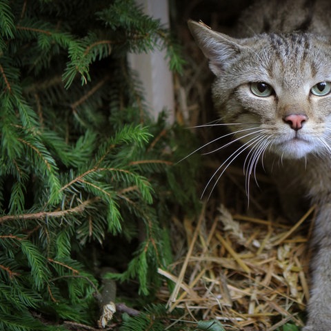 Eine Wildkatze erkundet in einem Wald ihr Auswilderungsgehege. (Aufnahme vom 23. Juni 2013) (dpa)