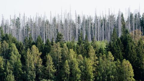 Vom Borkenkäfer zerstörte Fichten im Nationalpark Harz (dpa)