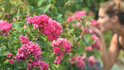 Ein Busch Rosen, im Hintergrund riecht eine Frau an einer Blüte. (picture alliance / dpa)