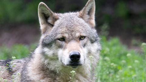 Ein europäischer Wolf