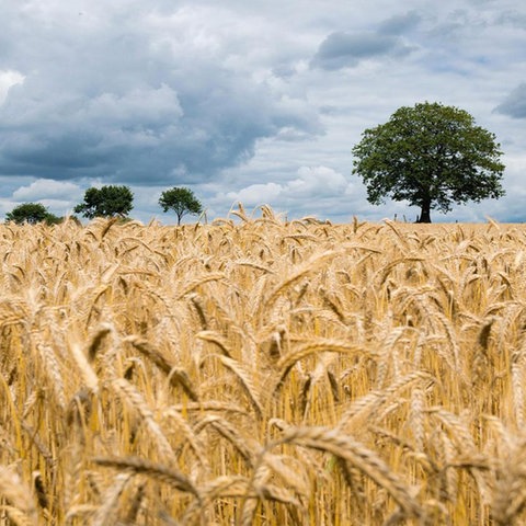 Weizenfeld im Sommer