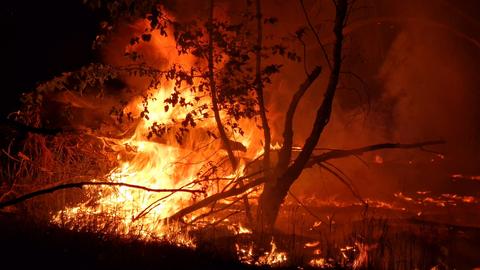 Ein Waldbrand bei Jüterbog