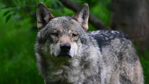 Ein Wolf steht in einem Wald.