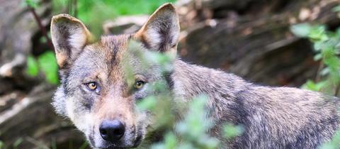 Ein Wolf steht im hohen Gras.