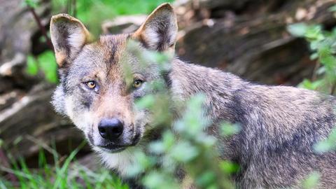 Ein Wolf steht im hohen Gras.