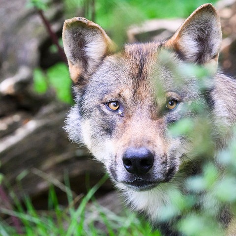 Ein Wolf steht im hohen Gras.