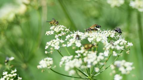 Insekten sammeln sich auf der Blüte eines Doldenblühers. (dpa)