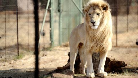 Ein Löwe im Käfig auf einer Löwenfarm in Südafrika (AFP)