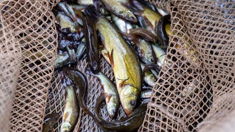 Gefangene Fische befinden sich im Netz.