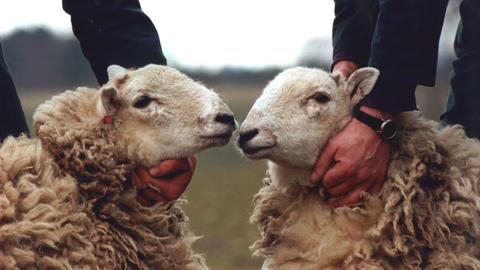 Wissen und mehr: Klon-Schafe Megan und Morag