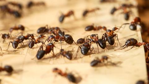 Wissen und mehr: von den Ameisen lernen