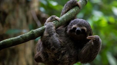 Faultier Gloria hängt an einem Ast im Botanischen Garten. 