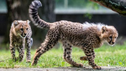 Zwei Gepardenbabys im Zoo