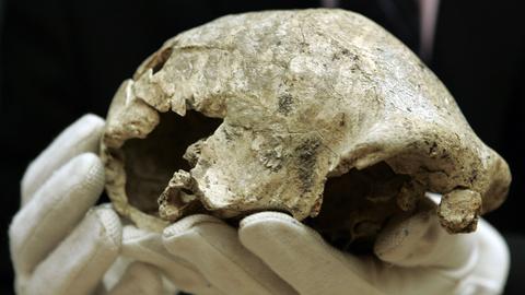 Wissen und mehr: Homo erectus