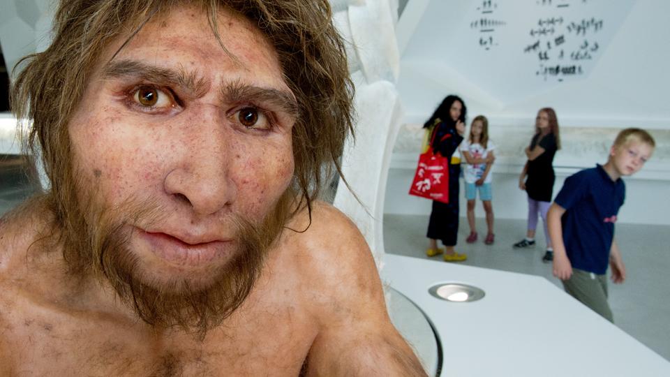 Modell  Homo Heidelbergensis