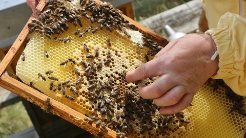 Eine Imkerin zeigt die Produktion von Honig an einem Bienenstock. 