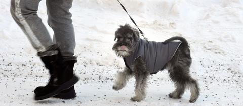 Hund im Schnee