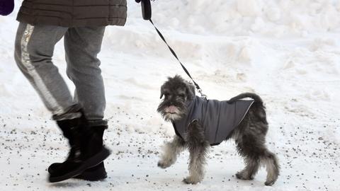 Hund im Schnee