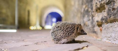 Ein Igel läuft durch das Paulustor am Domhof am Hildesheimer Dom.