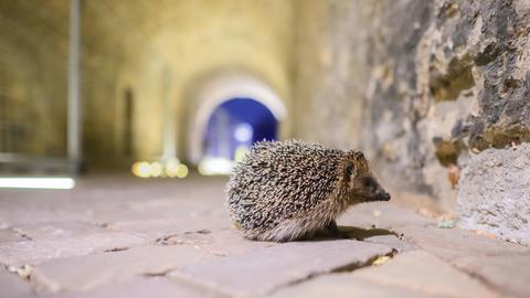 Ein Igel läuft durch das Paulustor am Domhof am Hildesheimer Dom.