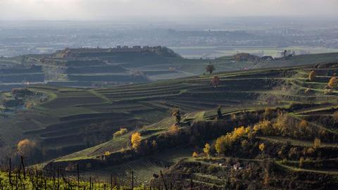 Weinreben im Kaiserstuhl