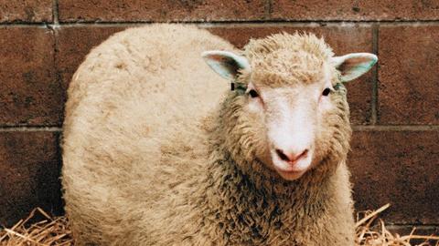 Das Archivbild von 1997 zeigt das Klonschaf Dolly in seinem Stall. 