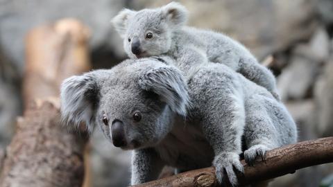 Koalababy im Zoo