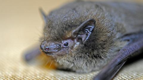 Eine Rauhautfledermaus ist am Bodensee zu sehen.