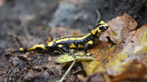 Ein Feuersalamander krabbelt durch das nasse Laub. 