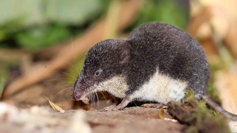 Eine Sumpfspitzmaus in Gemünd. 