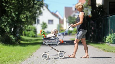 Wissen und mehr: Hund im Kinderwagen