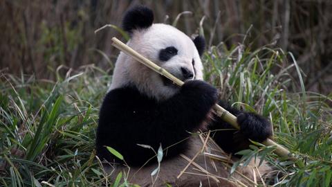 Panda-Dame Meng Meng läßt es sich im Zoo Berlin schmecken.