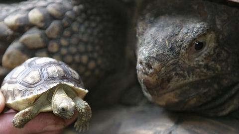 Wissen und mehr: Größenunterschied bei Schildkröten